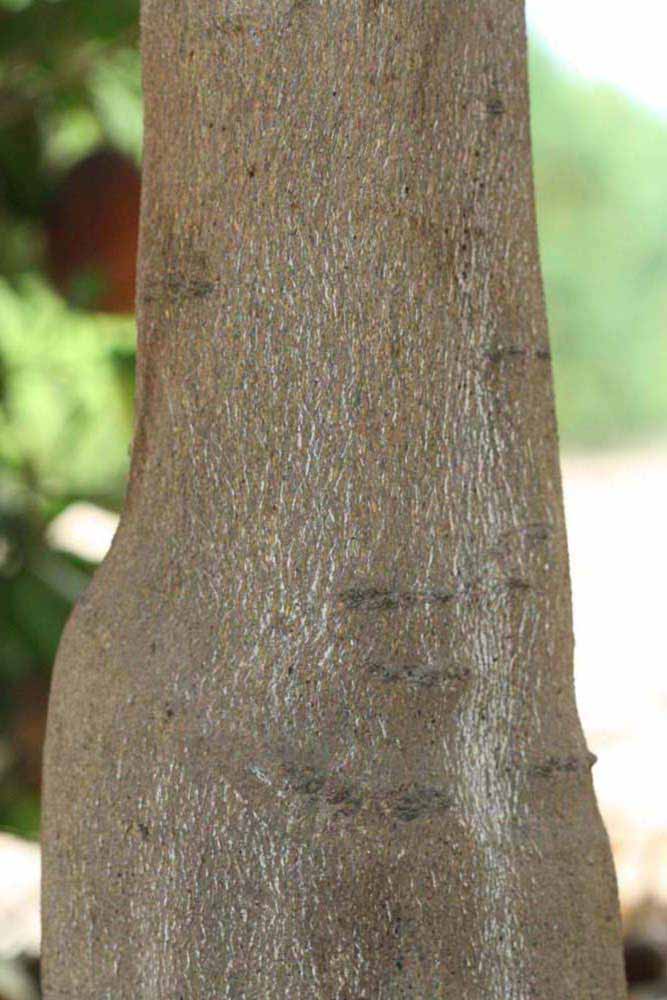              Bark (Riverside, CA)       